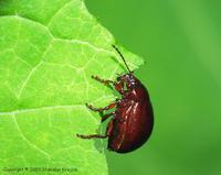 Chrysolina rufa