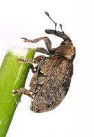 Stereonychus fraxini