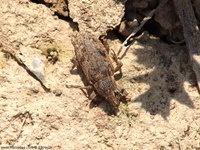 Asproparthenis punctiventris
