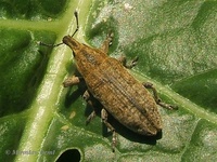 Lixus ochraceus