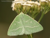 Antonechloris smaragdaria - Essex Emerald