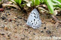 Acytolepis puspa