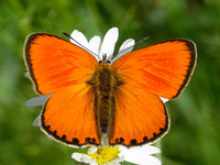 Lycaena virgaureae - Scarce Copper