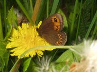 Erebia medusa - Woodland Ringlet