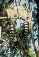 Ring-tailed lemur (Lemur catta)