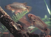 Anabas testudineus, Climbing perch: fisheries, aquaculture, aquarium