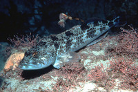Ophiodon elongatus, Lingcod: fisheries, gamefish