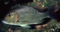 Lethrinus crocineus, Yellowtail emperor: fisheries, gamefish