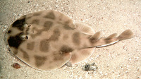 Narcine brasiliensis, Brazilian electric ray: fisheries, aquarium