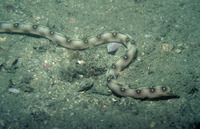 Myrichthys ocellatus, Goldspotted eel: aquarium
