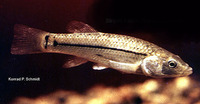 Fundulus majalis, Striped killifish: aquarium