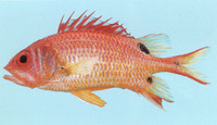 Sargocentron marisrubri, :