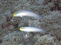 Valenciennea strigata, Blueband goby: aquarium