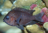Chromis alta, Oval damselfish: