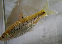 Puntius bimaculatus, Redside barb: aquarium