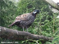 Koklass Pheasant Pucrasia macrolopha