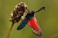 Zygaena filipendulae - Six-spot Blue