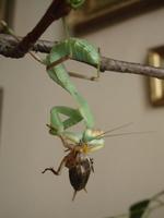 Sphodromantis gastrica
