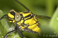 Gomphus vulgatissimus - Club-tailed Dragonfly