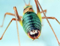 Barbitistes serricauda