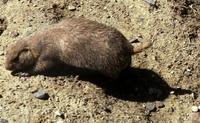 Image of: Cynomys ludovicianus (black-tailed prairie dog)