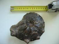 Peltoceras