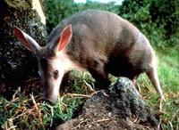 Image of: Orycteropus afer (aardvark)