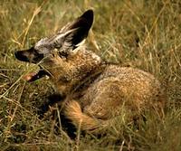 Image of: Otocyon megalotis (bat-eared fox)