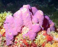 Pseudoceratina crassa