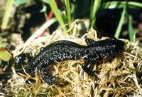 Triturus cristatus - Northern Crested Newt