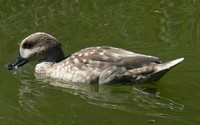 Marmaronetta angustirostris - Marbled Duck