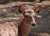 Cervus elaphus sibiricus - Siberian maral