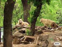 Canis lupus occidentalis - Northern Gray Wolf