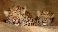 Panthera pardus orientalis - Amur leopard