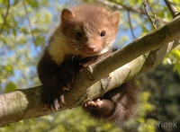 Martes foina - Beech Marten