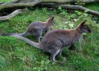 Macropus rufogriseus frutica - Bennett's wallaby