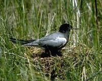 Image of: Chlidonias niger (black tern)