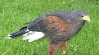 Image of: Parabuteo unicinctus (Harris's hawk)