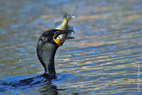 Image of: Phalacrocorax auritus (double-crested cormorant)