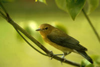 Image of: Protonotaria citrea (prothonotary warbler)