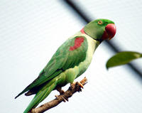 Image of: Psittacula eupatria (Alexandrine parakeet)