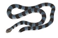 Image of: Laticauda colubrina (banded sea krait)