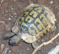 Testudo hermanni - Hermann's Tortoise