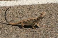 Pogona barbata - Inland Bearded Dragon