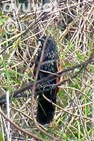 Short-toed Coucal - Centropus rectunguis