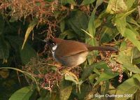 Grey-sided Laughingthrush - Garrulax caerulatus