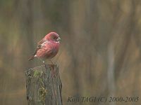 Pallas's Rosefinch - Carpodacus roseus