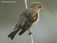 Chestnut-shouldered Petronia - Petronia xanthocollis