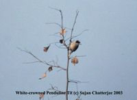 White-crowned Penduline Tit - Remiz coronatus