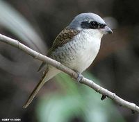 Tiger Shrike - Lanius tigrinus